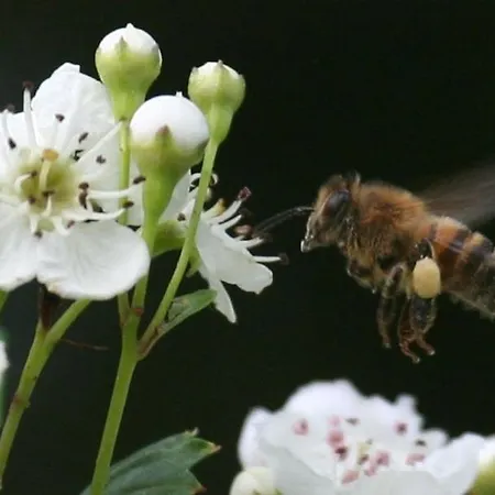 Le Des Abeilles Holiday home Saint-Gilles