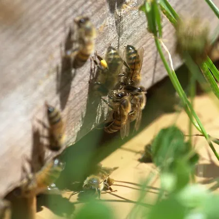 Holiday home Le Des Abeilles