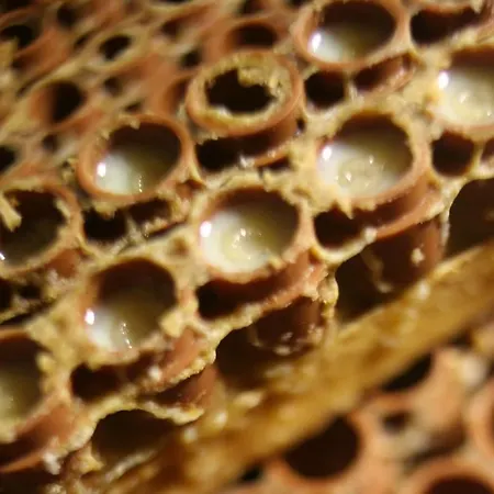 Le Des Abeilles