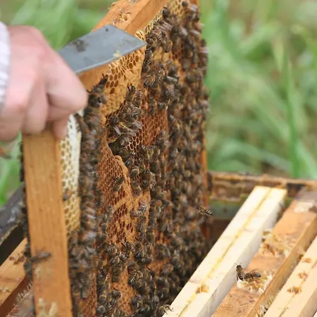 Le Des Abeilles Holiday home Saint-Gilles